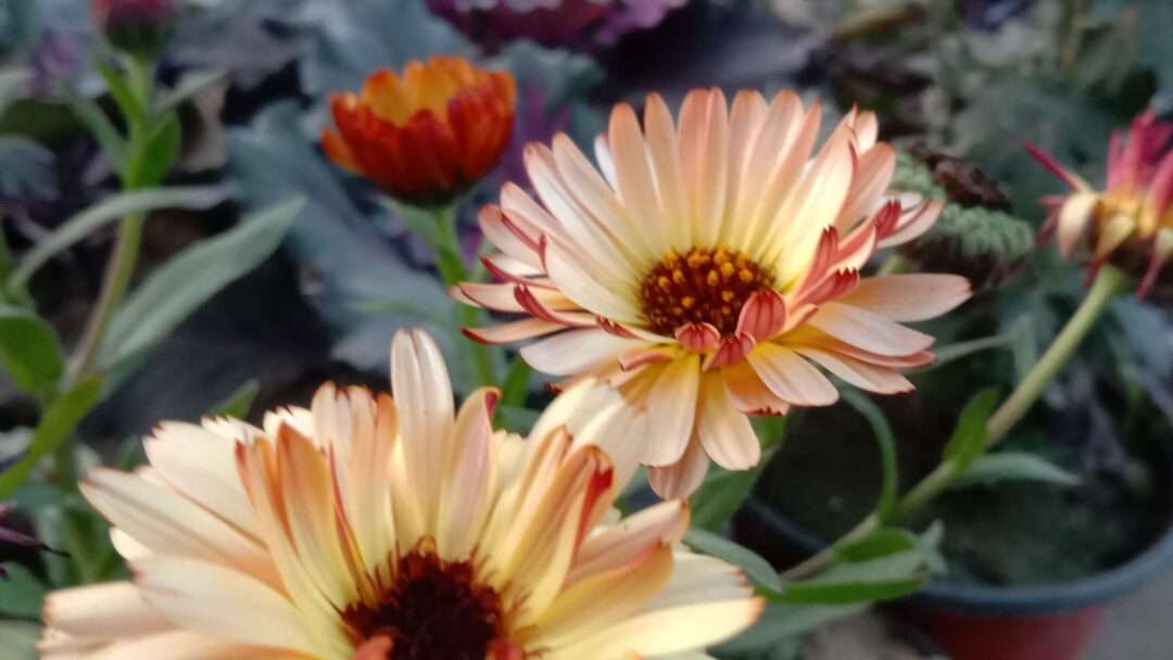 Closeup shot of calendula flower with beautiful background