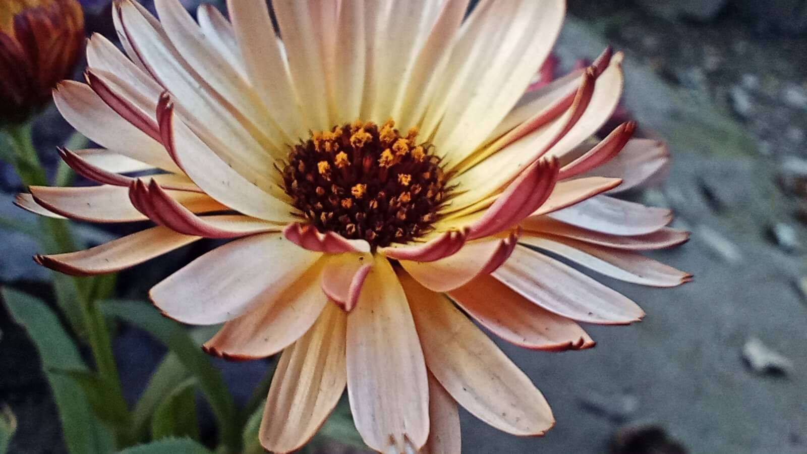 Calendula flower image with blur background