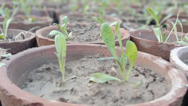 Germination of coriander plant in pot closeup stock image