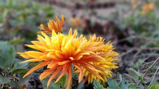 kusumba dahlia orange flower closeup shot stock image