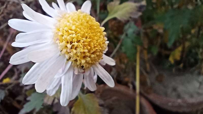 Mauranthemum paludosum white flower stock photo