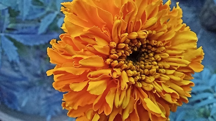 Orange chrysanthemum closeup flower free photo