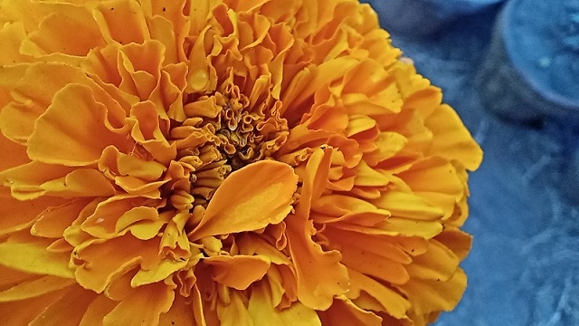 Orange chrysanthemum closeup flower image