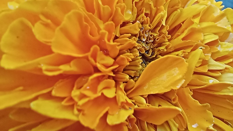 Orange chrysanthemum flower micro lens image