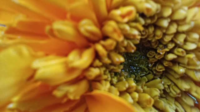 Orange chrysanthemum flower micro angle image