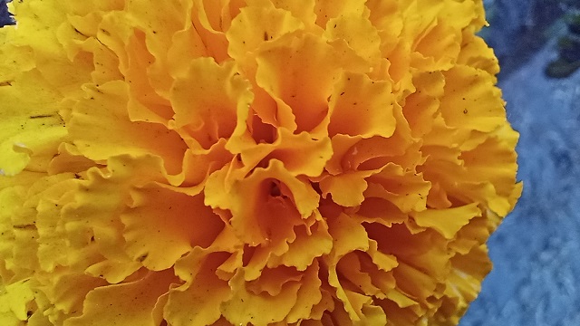 Closeup image of orange chrysanthemum flower
