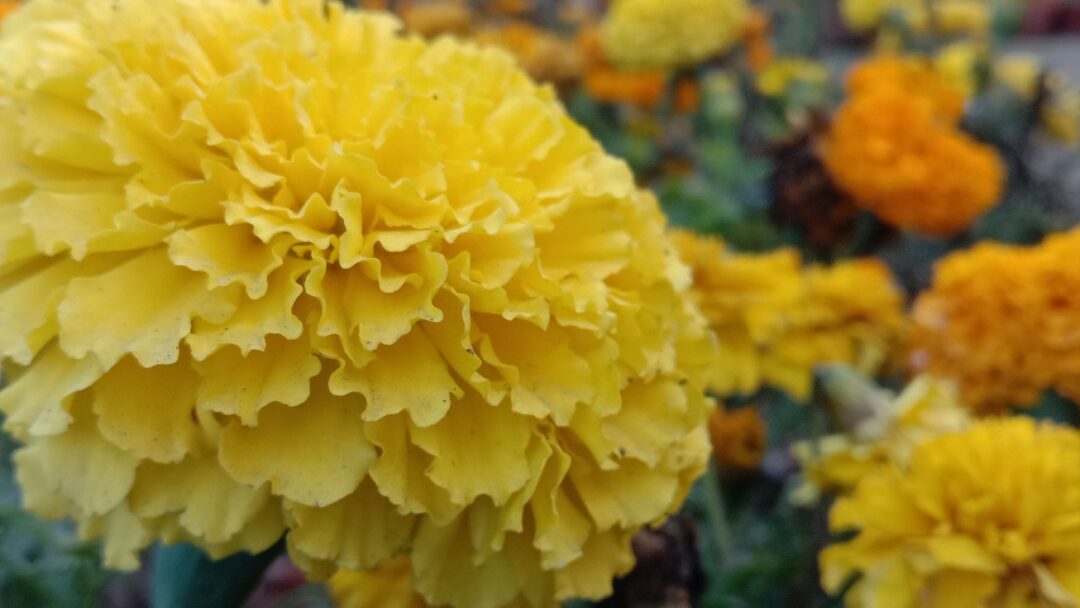 Yellow chrysanthemum closeup flower image download