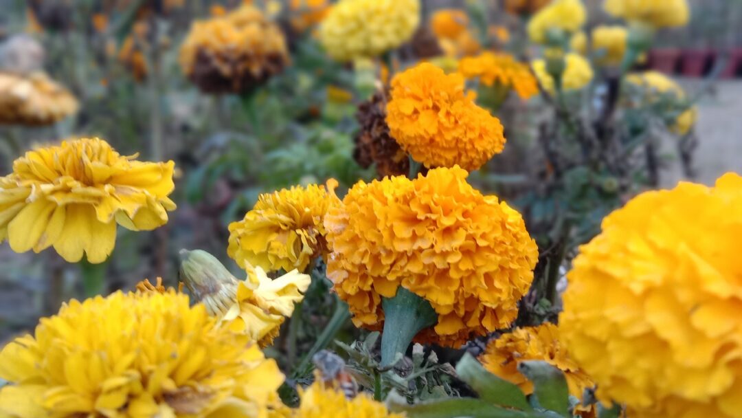 Orange chrysanthemum closeup flowers stock images