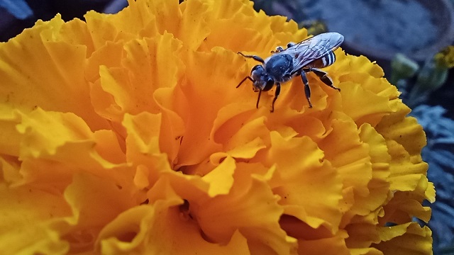 Closeup shot of fly sitting on orange flower image