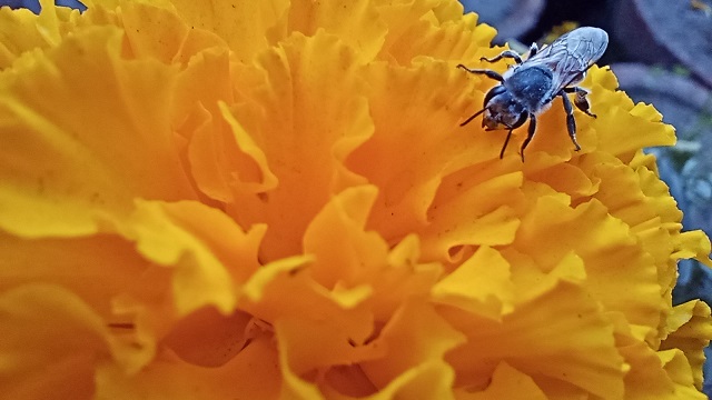 Fly sitting on orange flower closeup short free image
