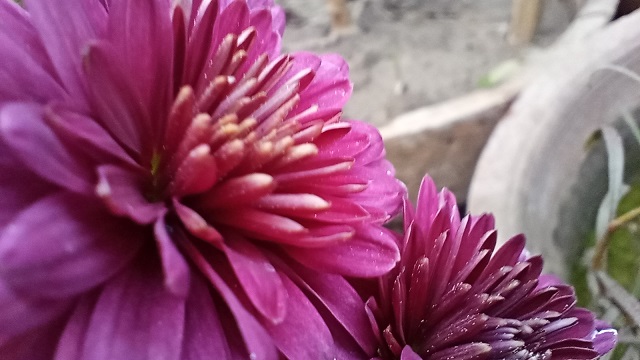Purple Chrysanthemum flowers image in garden