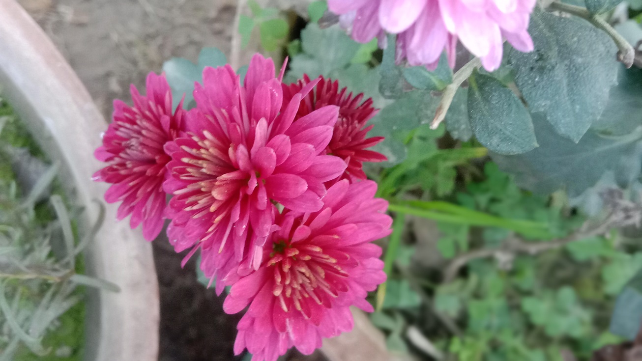 Pink Chrysanthemum flowers image in garden