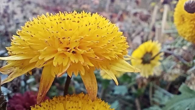 Yellow microseris laciniata flowers