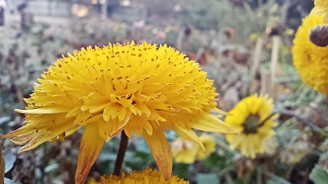 Yellow microseris laciniata flowers image in garden