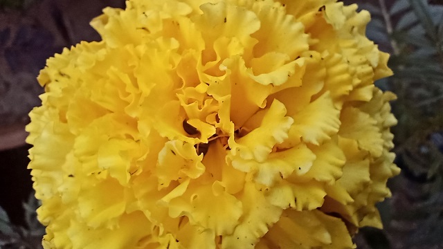 Yellow chrysanthemum closeup flower free image