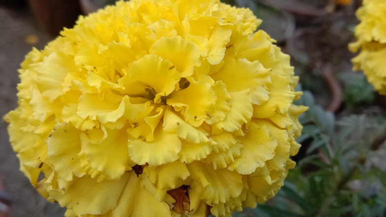Yellow chrysanthemum closeup flower image