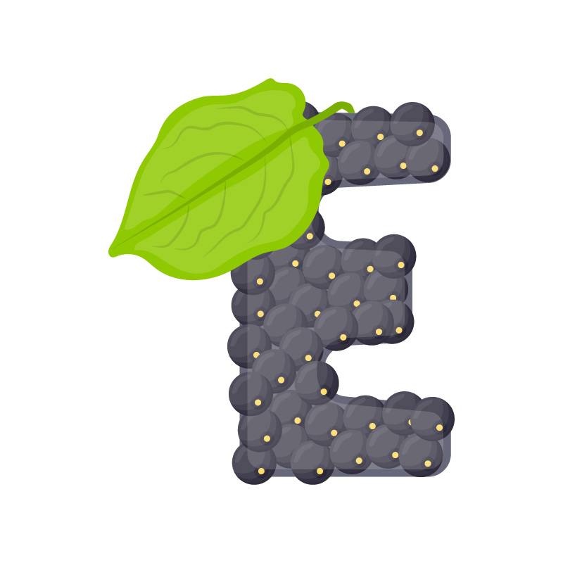 E alphabet elderberry fruit vector image