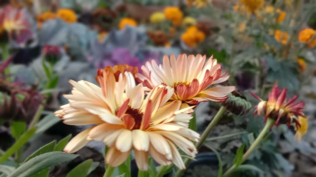 Calendula flower photo with blur background