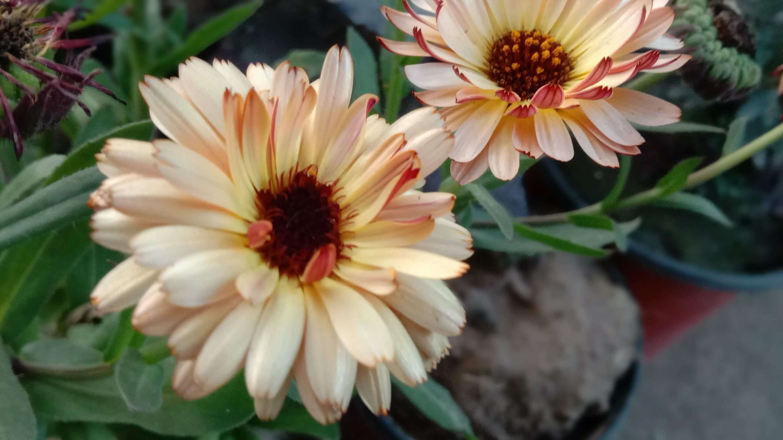 Closeup shot of calendula flower with blur background