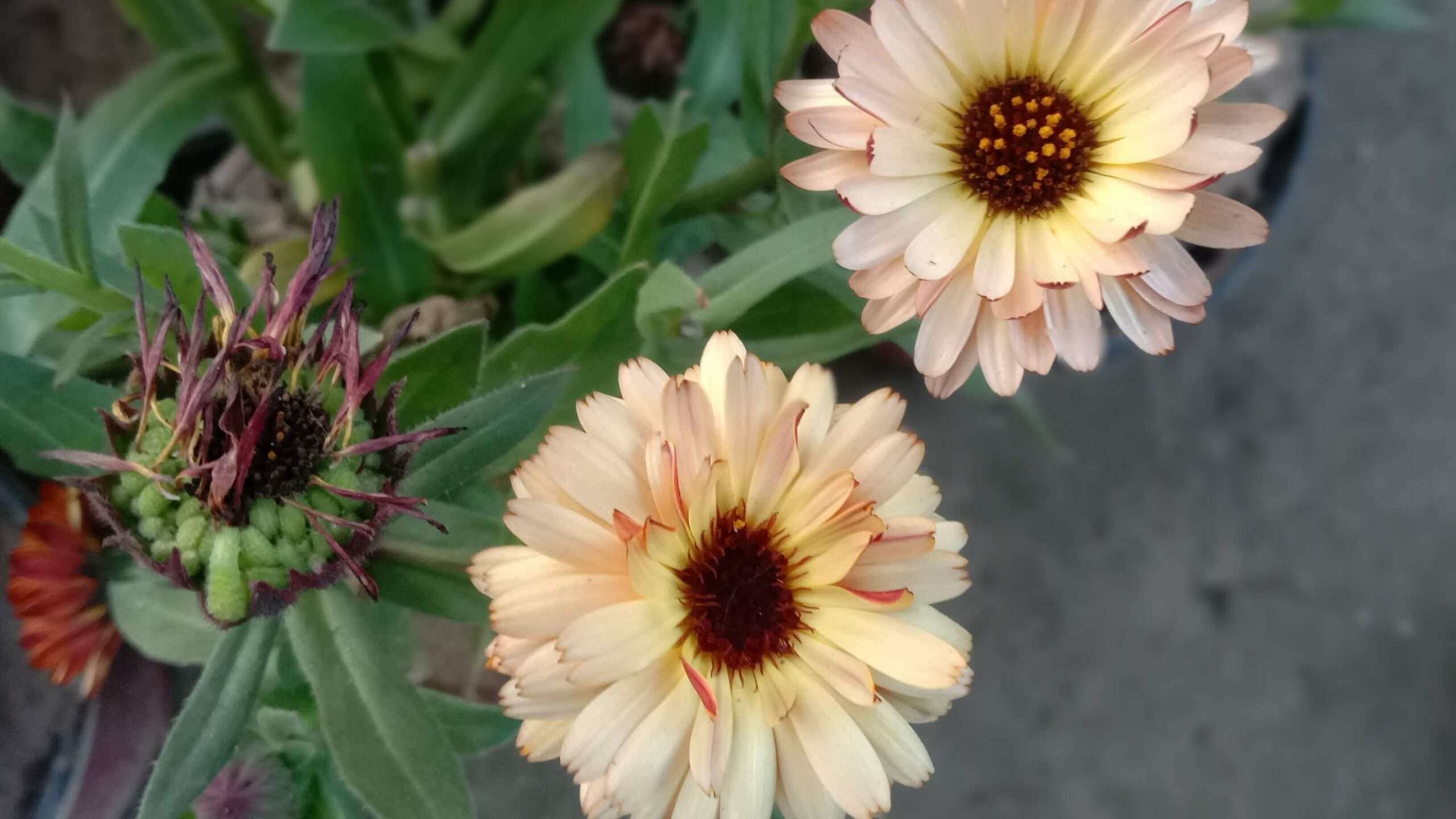Beautiful shot of two calendula flower
