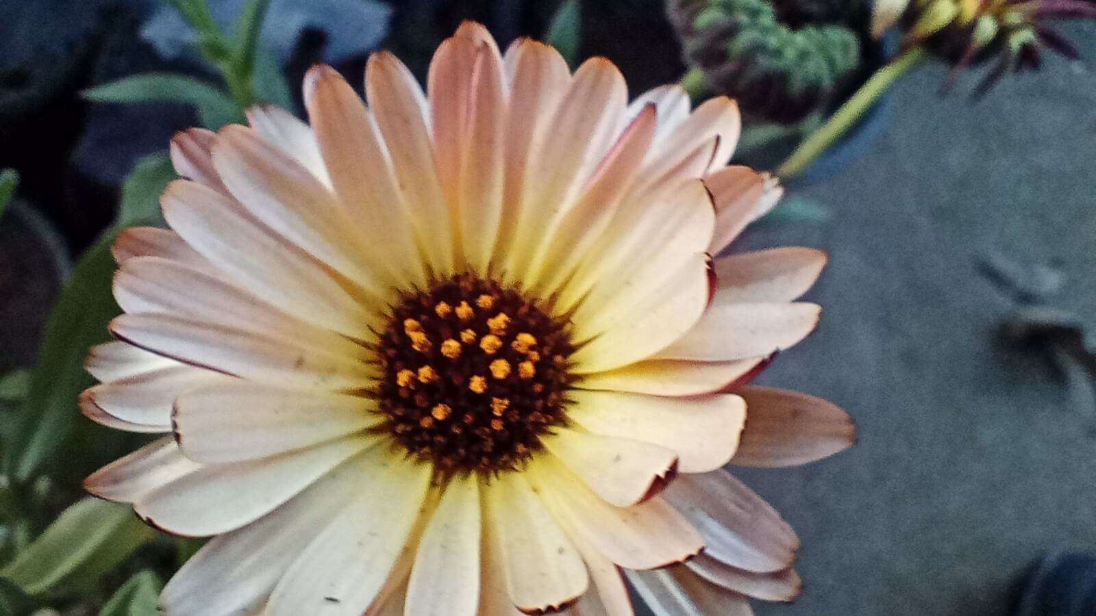 Closeup shot of a calendula flower with blur background