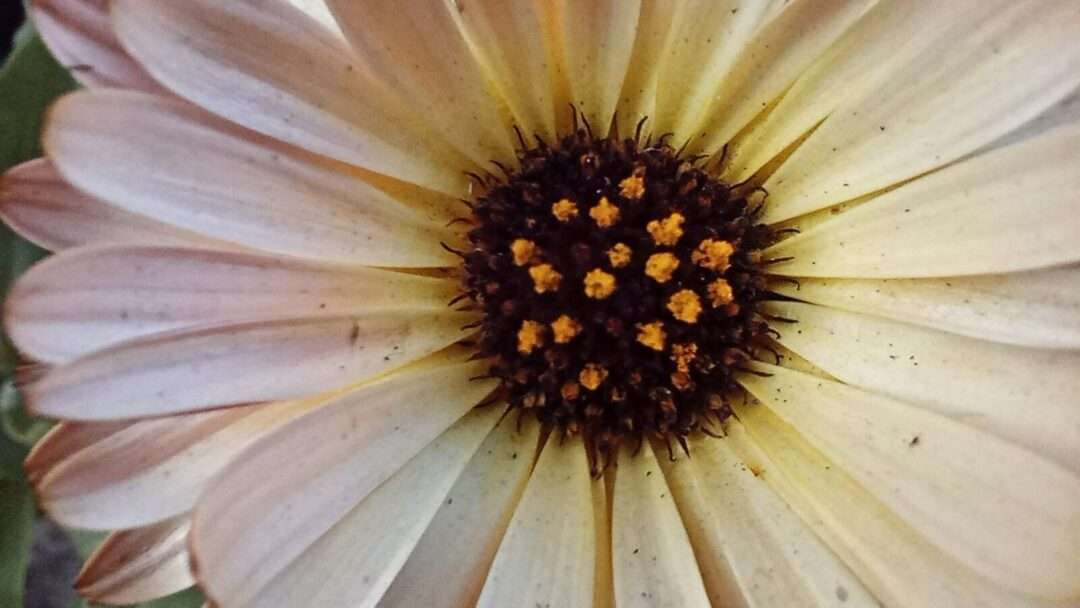 Closeup macro shot of calendula flower