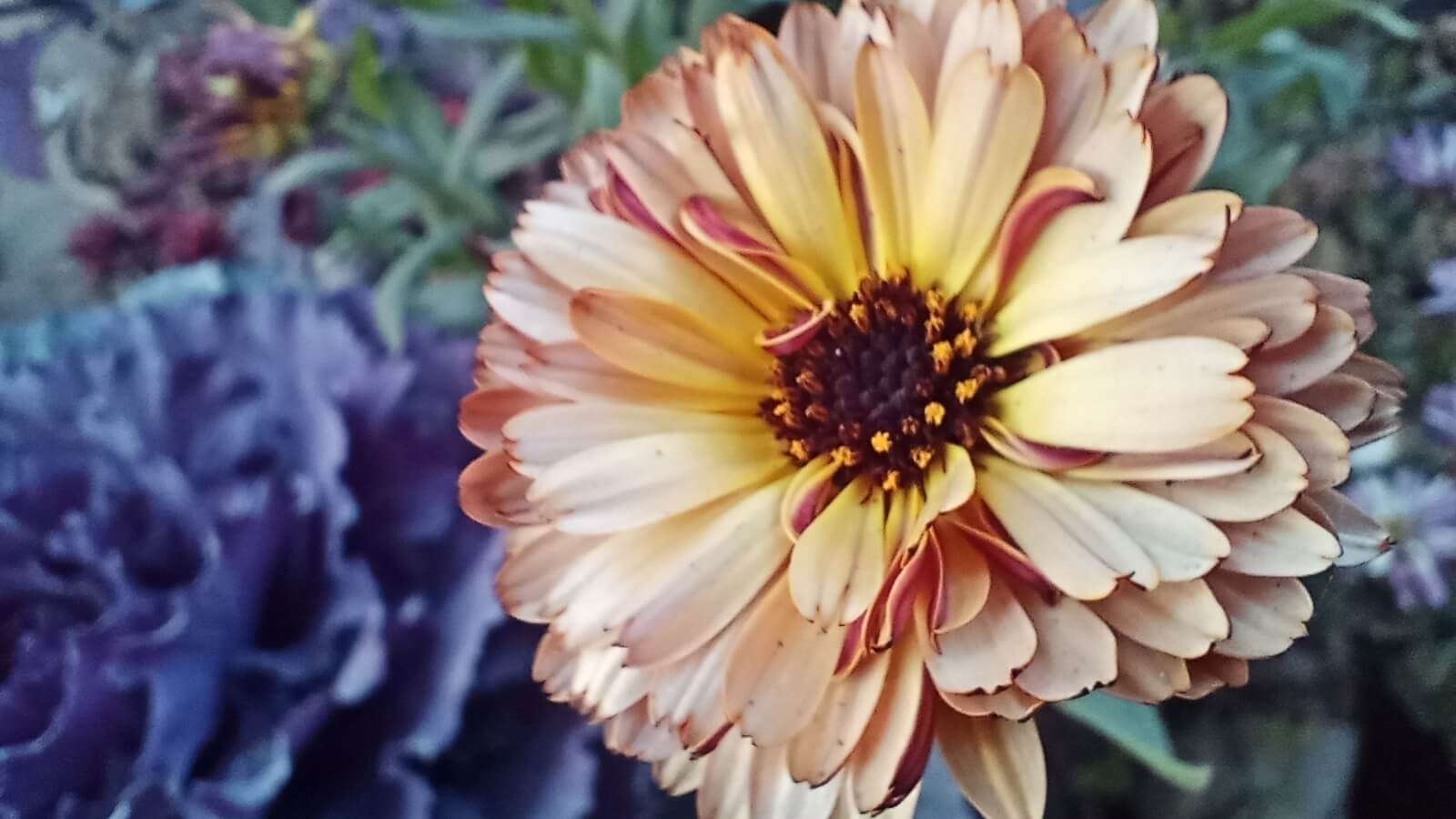 Closeup shot of an orange flower with blur background