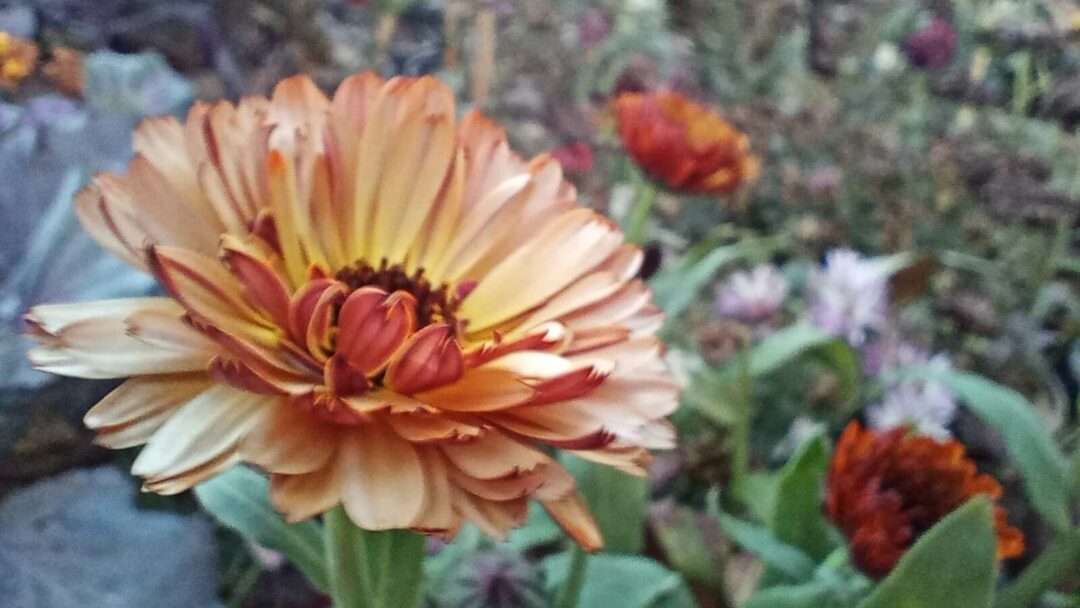 Closeup shot of orange flower with blur background