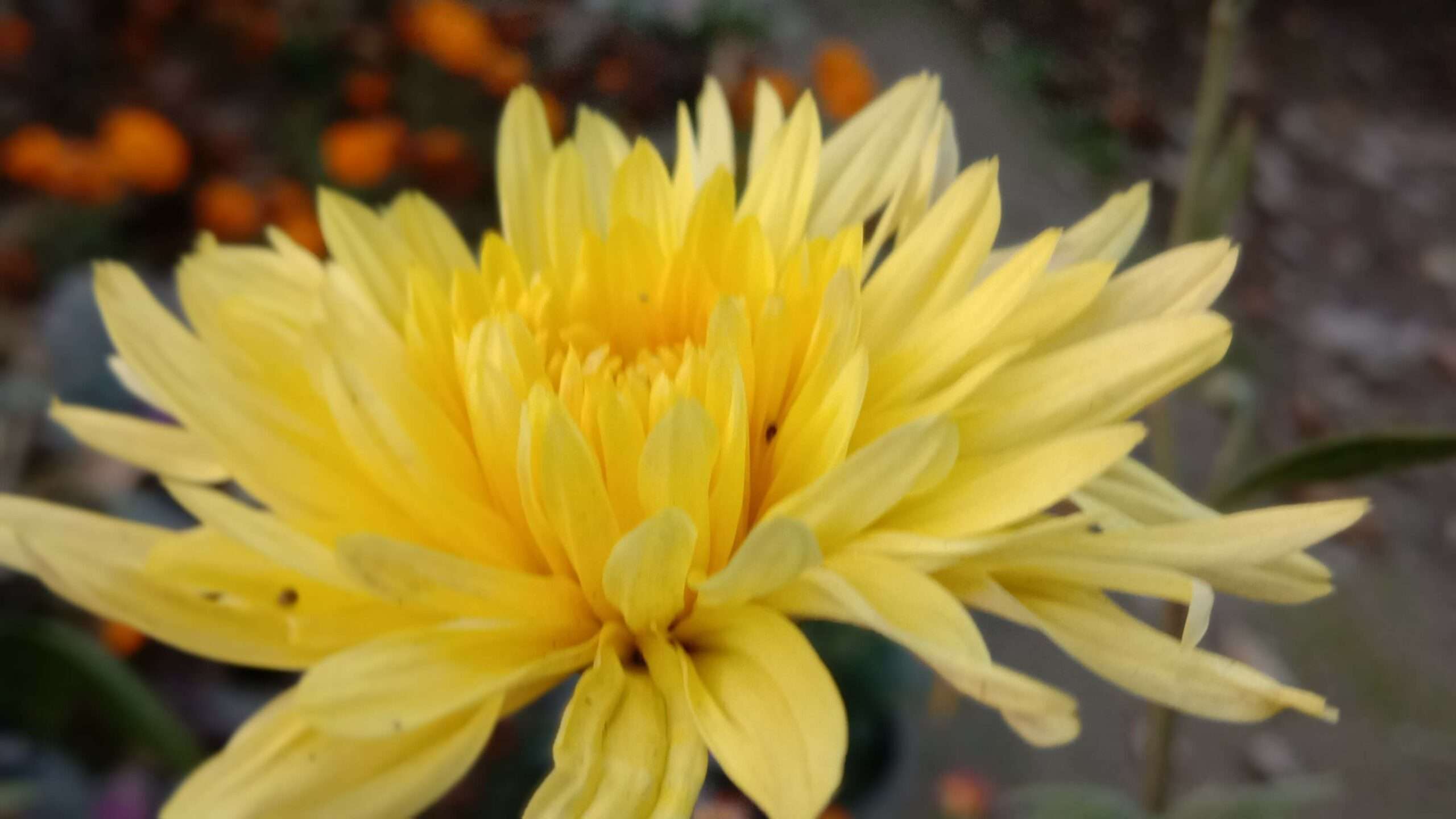 Closeup shot of yellow flower with background