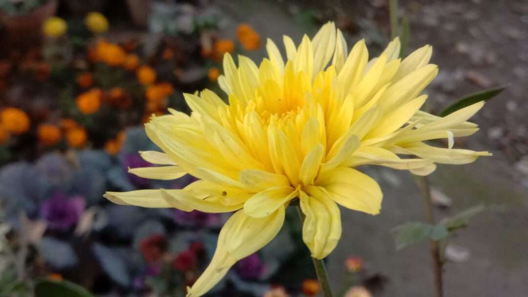 Yellow flower photo with blur background