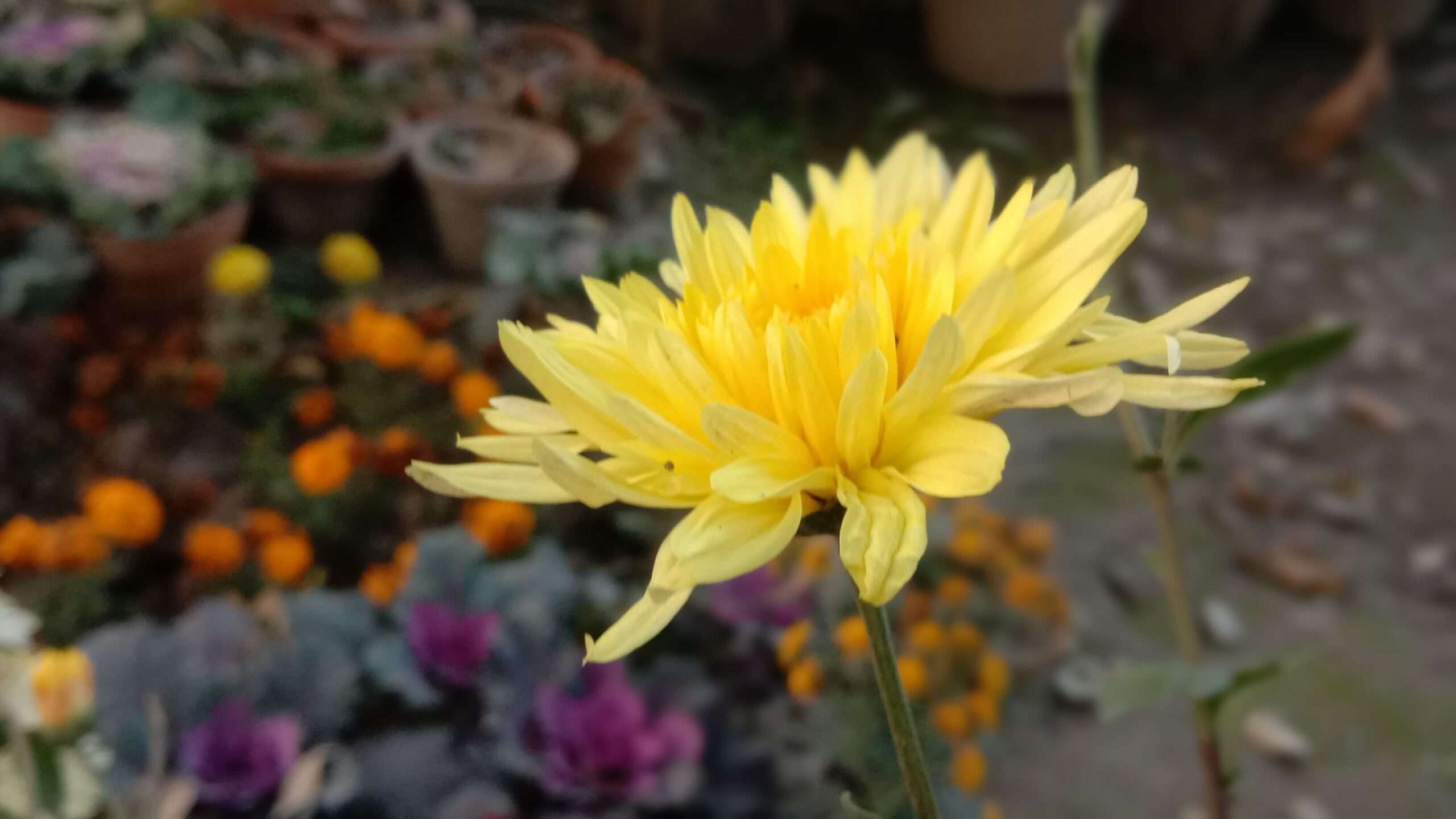 Closeup shot of yellow flower with garden blur background