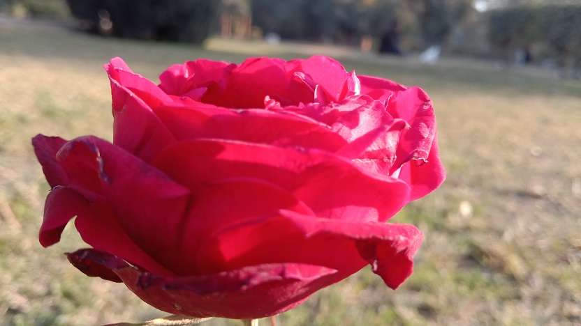 Red rose flower stock image