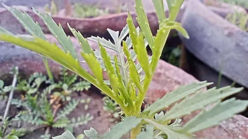 Germination of coriander plant in pot stock photo