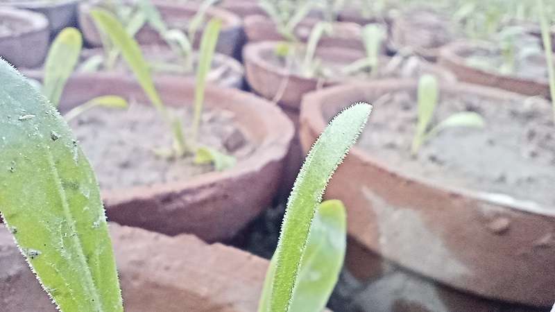 Germination of coriander plant in pot close stock image