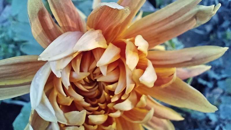 Closeup shot of dahlia orange flower