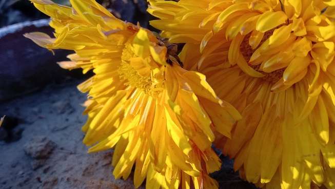 Dahlia orange flower closeup shot stock image