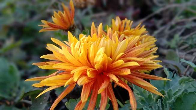 kusumba dahlia orange flower stock image