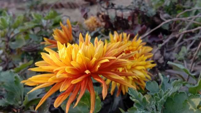 Dahlia kusumba orange flower stock image