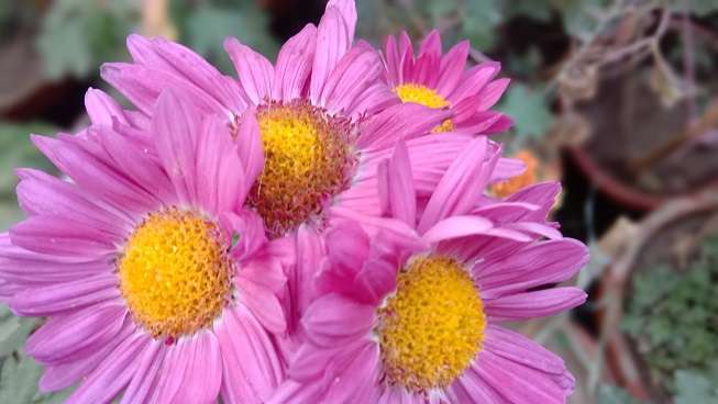 Beautiful pink Chrysanthemums flower stock image