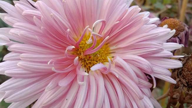 Free Pink Chrysanthemums flower stock image