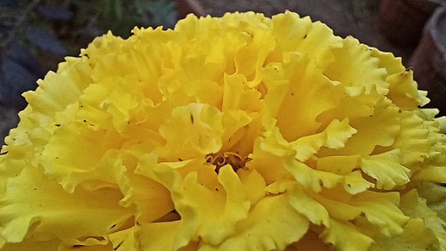 Yellow chrysanthemum closeup flower free stock image